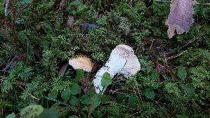 Semmelstoppelpilz_Hydnum-repandum_20250904_141523.jpg