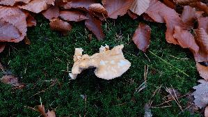 Semmelstoppelpilz_Hydnum-repandum_20251111_125034.jpg