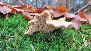 Semmelstoppelpilz_Hydnum-repandum_20251111_125042.jpg