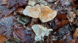 Semmelstoppelpilz_Hydnum-repandum_20251116_123235.jpg