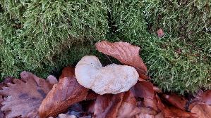 Semmelstoppelpilz_Hydnum-repandum_20251128_121912.jpg