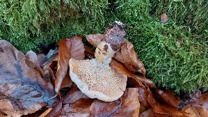 Semmelstoppelpilz_Hydnum-repandum_20251128_121924.jpg