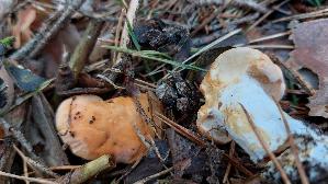 Semmelstoppelpilz_Hydnum-repandum_20260918_114041.jpg