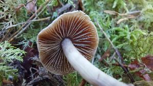 Silberstieliger-Was--serkopf_Cortinarius-tortuosus_20260916_094522.jpg