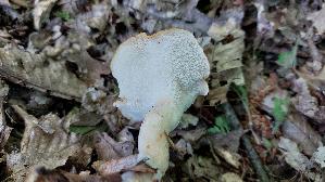Sklerotienporling_Polyporus-tuberaster_20250428_130002.jpg