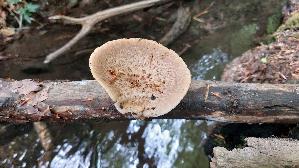 Sklerotienporling_Polyporus-tuberaster_20250506_120346.jpg