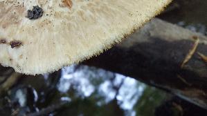Sklerotienporling_Polyporus-tuberaster_20250506_120359.jpg