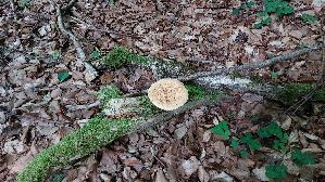 Sklerotienporling_Polyporus-tuberaster_20260604_145315.jpg