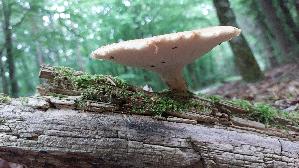 Sklerotienporling_Polyporus-tuberaster_20260604_145349.jpg