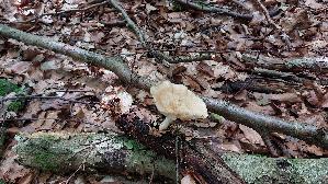 Sklerotienporling_Polyporus-tuberaster_20260608_130622.jpg