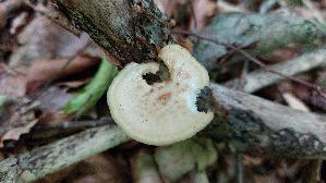 Sklerotienporling_Polyporus-tuberaster_20260616_114308.jpg