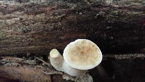 Sklerotienporling_Polyporus-tuberaster_20260616_124234.jpg
