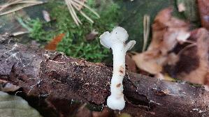 Sklerotienporling_Polyporus-tuberaster_20260826_121616.jpg
