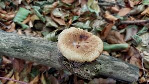 Sklerotienporling_Polyporus-tuberaster_20260830_121034.jpg