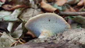 Sklerotienporling_Polyporus-tuberaster_20260830_121204.jpg