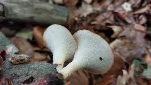 Sklerotienporling_Polyporus-tuberaster_20260830_121228.jpg