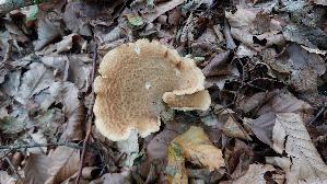 Sklerotienporling_Polyporus-tuberaster_20260830_130332.jpg