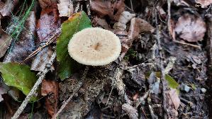 Sklerotienporling_Polyporus-tuberaster_20260831_113217.jpg