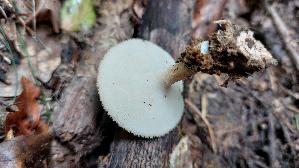 Sklerotienporling_Polyporus-tuberaster_20260831_113403.jpg