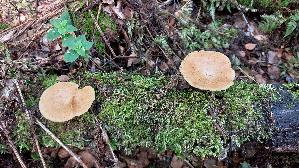 Sklerotienporling_Polyporus-tuberaster_20260901_122332.jpg