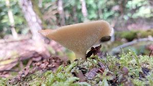 Sklerotienporling_Polyporus-tuberaster_20260901_122354.jpg