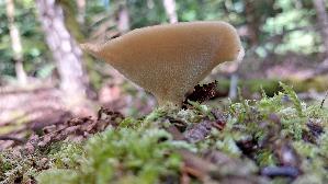 Sklerotienporling_Polyporus-tuberaster_20260901_122416.jpg