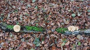 Sklerotienporling_Polyporus-tuberaster_20260901_143422.jpg