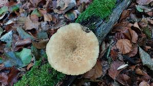 Sklerotienporling_Polyporus-tuberaster_20260901_143432.jpg