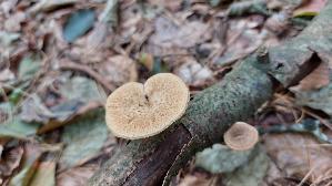 Sklerotienporling_Polyporus-tuberaster_20260902_124526.jpg