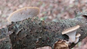 Sklerotienporling_Polyporus-tuberaster_20260902_124606.jpg
