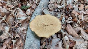 Sklerotienporling_Polyporus-tuberaster_20260903_145450.jpg
