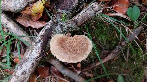 Sklerotienporling_Polyporus-tuberaster_20261009_122036.jpg