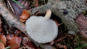 Sklerotienporling_Polyporus-tuberaster_20261009_122051.jpg