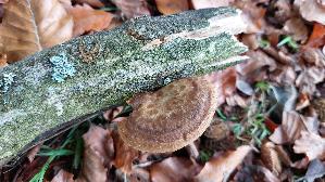 Sklerotienporling_Polyporus-tuberaster_20261015_113735.jpg