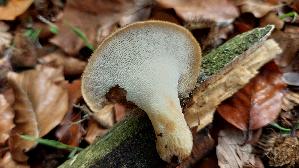 Sklerotienporling_Polyporus-tuberaster_20261015_113753.jpg