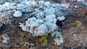 Spaltblaettling_Schizophyllum-commune_20241228_123108.jpg