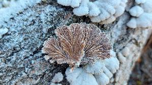 Spaltblaettling_Schizophyllum-commune_20241228_123204.jpg