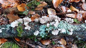 Spaltblaettling_Schizophyllum-commune_20251021_123508.jpg