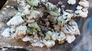 Spaltblaettling_Schizophyllum-commune_20251228_104823.jpg