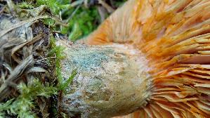 Spangruener-Kiefern---Reizker_Lactarius-semisanguifluus_20251105_140857.jpg