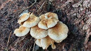 Sparriger-Schueppling_Pholiota-squarrosa_20250906_131303.jpg