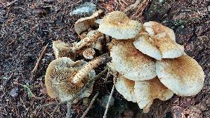 Sparriger-Schueppling_Pholiota-squarrosa_20250906_131352.jpg