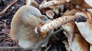 Sparriger-Schueppling_Pholiota-squarrosa_20250906_131407.jpg