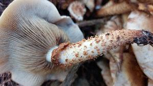 Sparriger-Schueppling_Pholiota-squarrosa_20250906_131424.jpg