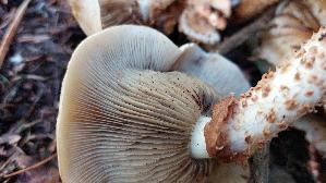 Sparriger-Schueppling_Pholiota-squarrosa_20250906_131431.jpg