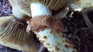 Sparriger-Schueppling_Pholiota-squarrosa_20250906_131456.jpg