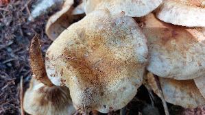 Sparriger-Schueppling_Pholiota-squarrosa_20250906_131521.jpg