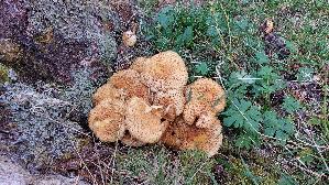 Sparriger-Schueppling_Pholiota-squarrosa_20250908_134045.jpg