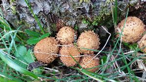 Sparriger-Schueppling_Pholiota-squarrosa_20250908_134059.jpg