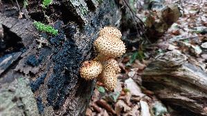 Sparriger-Schueppling_Pholiota-squarrosa_20260830_111919.jpg
